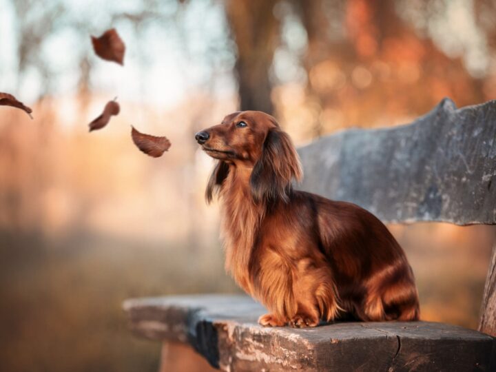 syndrome de cushing chez le chien tout savoir