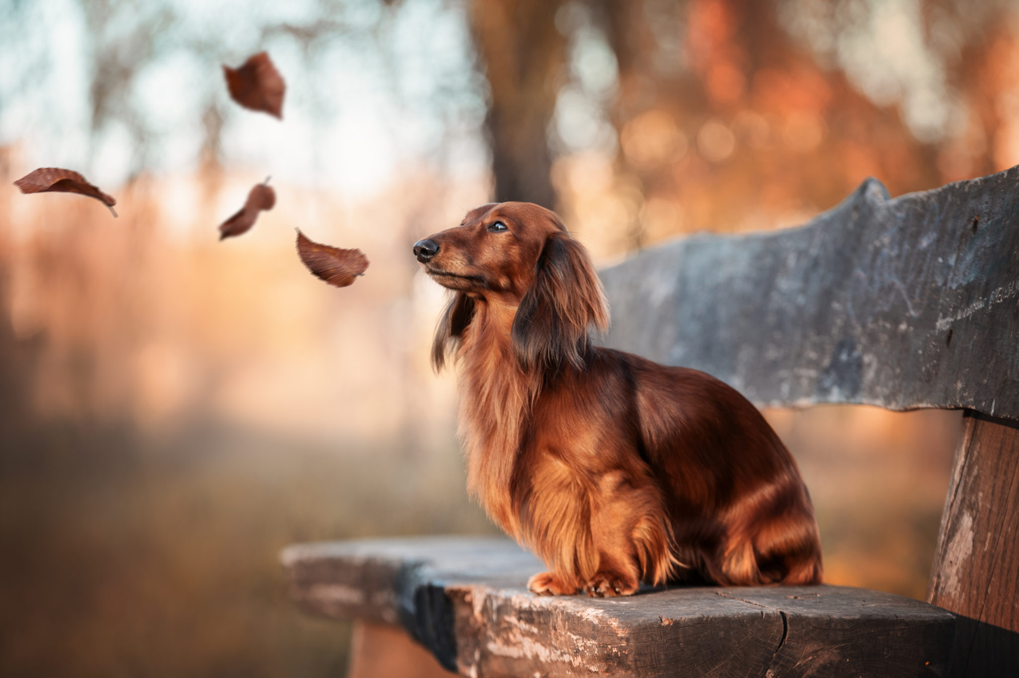 syndrome de cushing chez le chien tout savoir