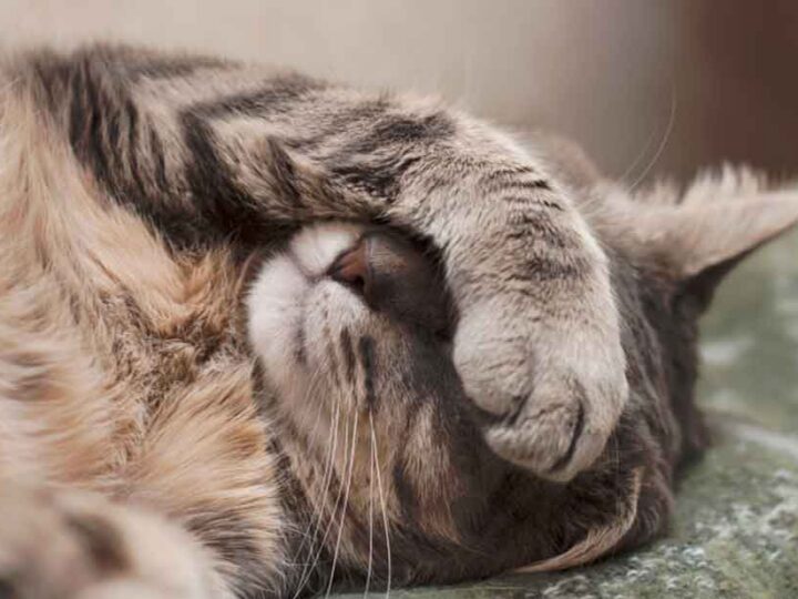 Chat assuré chez Assur O'Poil qui se cache les yeux