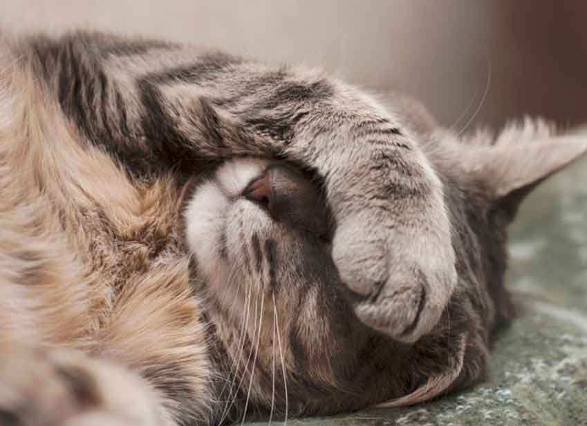 Chat assuré chez Assur O'Poil qui se cache les yeux