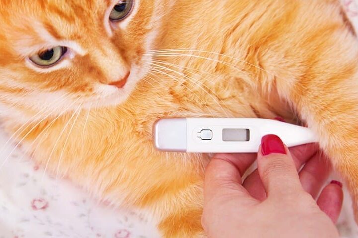 temperature du chat sante