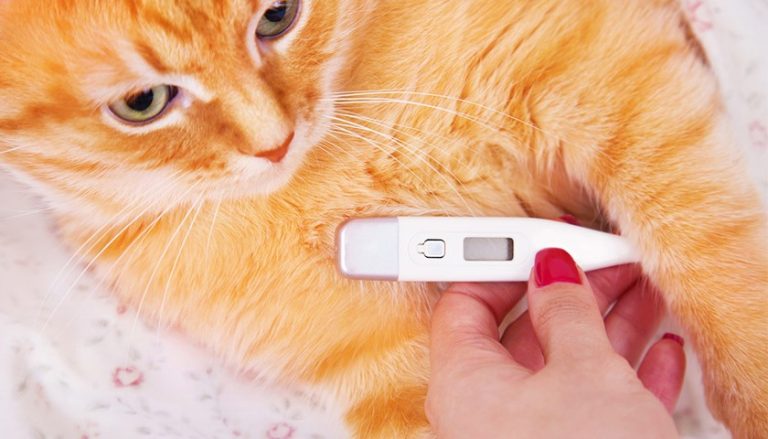 temperature interne du chat