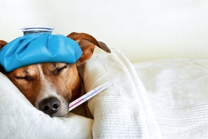 temperature du chien sante 967x480