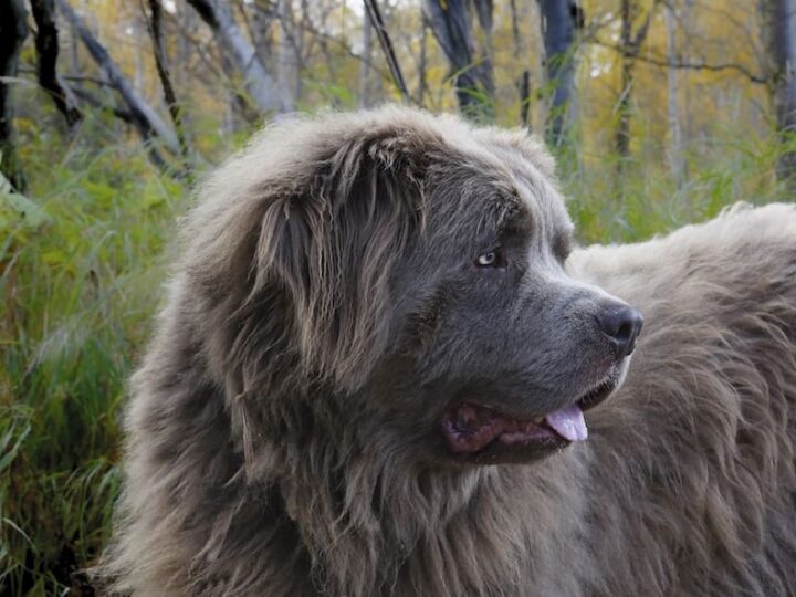 Chien de race terre neuve