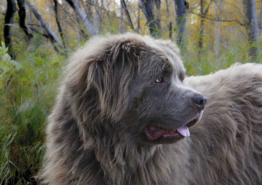 Chien de race terre neuve