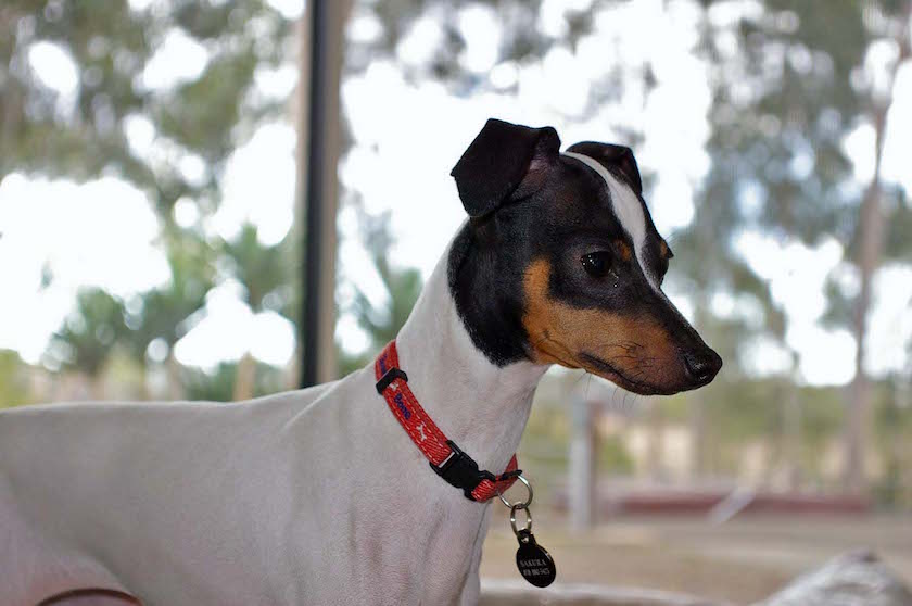 terrier japonais