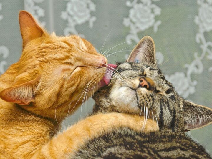 Chats assurés chez Assur O'Poil se faisant la toilette