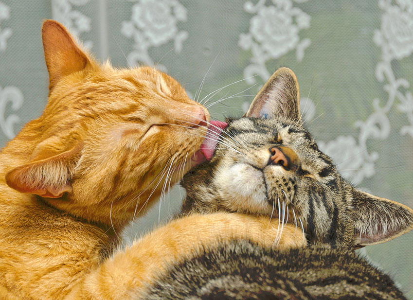 Chats assurés chez Assur O'Poil se faisant la toilette