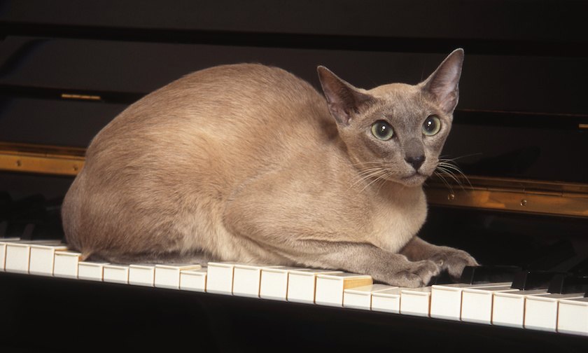 Chat de race Tonkinois assuré chez Assur O'Poil