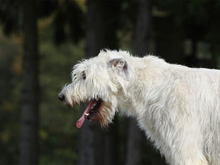 toux du chien