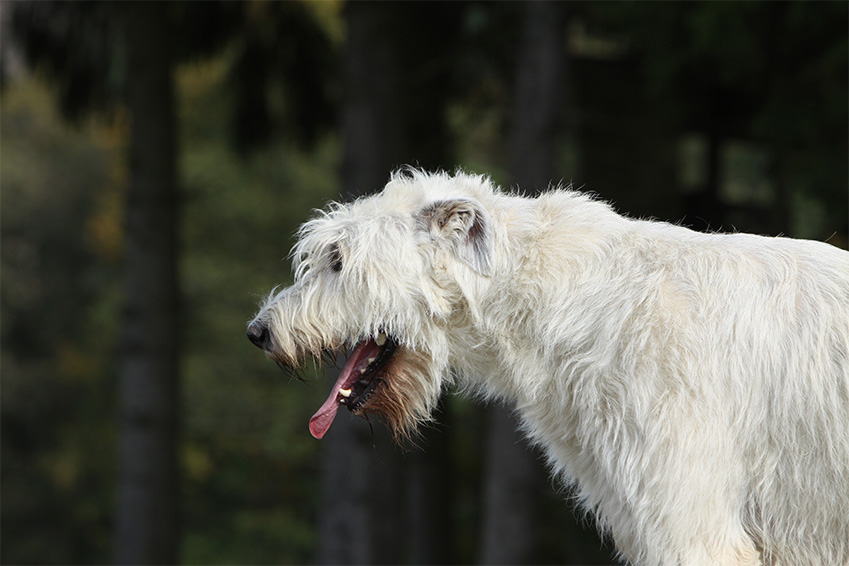 Tout ce qu'il faut savoir sur les sonnettes de chien 