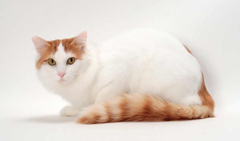 Chat de race Turkish Van assuré chez Assur O'Poil