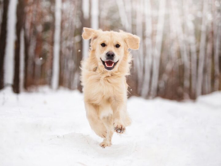 Un beau chien de race Golden Retriever dans la forêt sombre