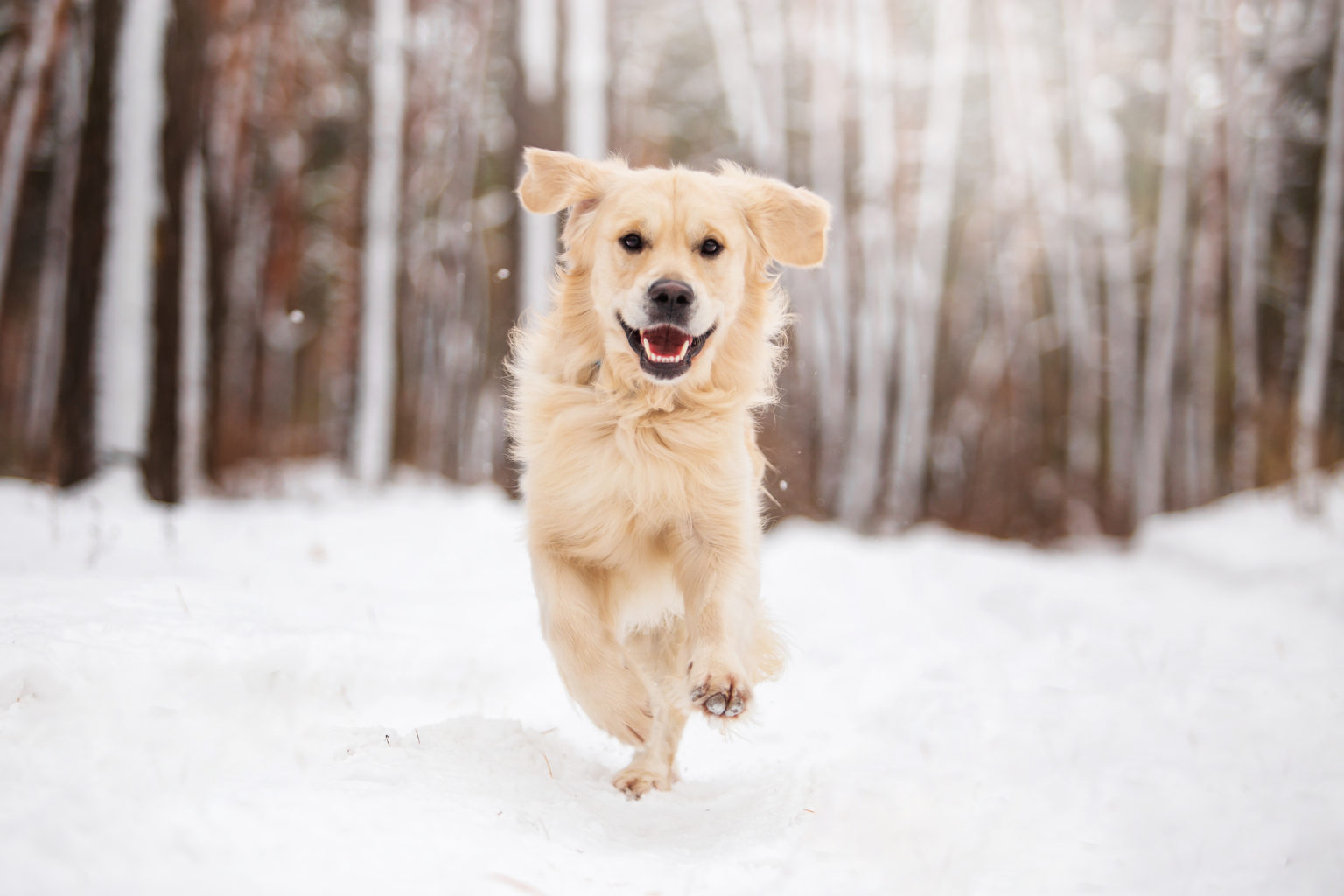 Un beau chien de race Golden Retriever dans la forêt sombre