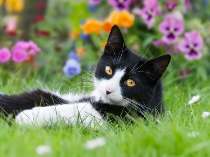 Un chat noir blanc, European Shorthair, allongé dans un pré avec co