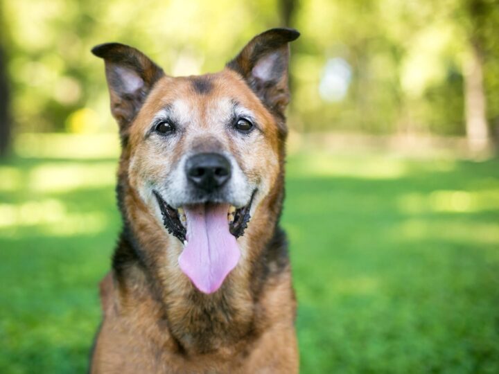 Un chien de race mixte de berger allemand senior haletant à l'extérieur