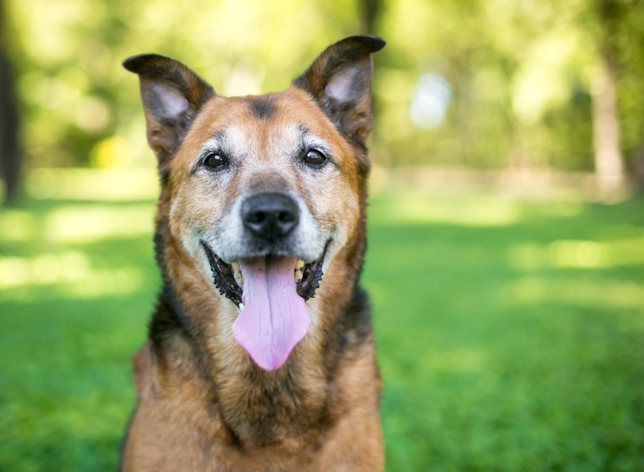 Un chien de race mixte de berger allemand senior haletant à l'extérieur