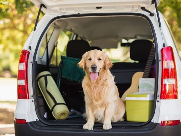 vacances animal couvert assurance animaux