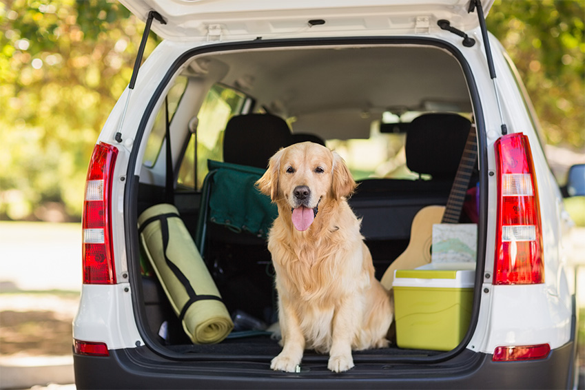 vacances animal couvert assurance animaux