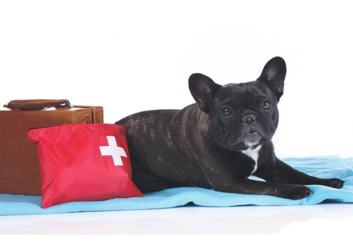 vacances trousse de secours chien