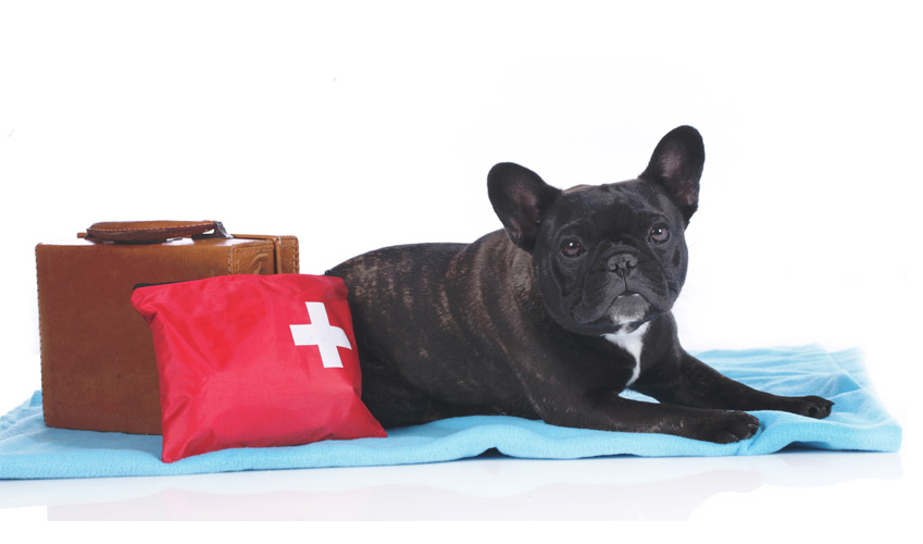 Comment créer la parfaite trousse de secours pour votre chien