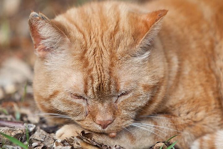 verrue chat
