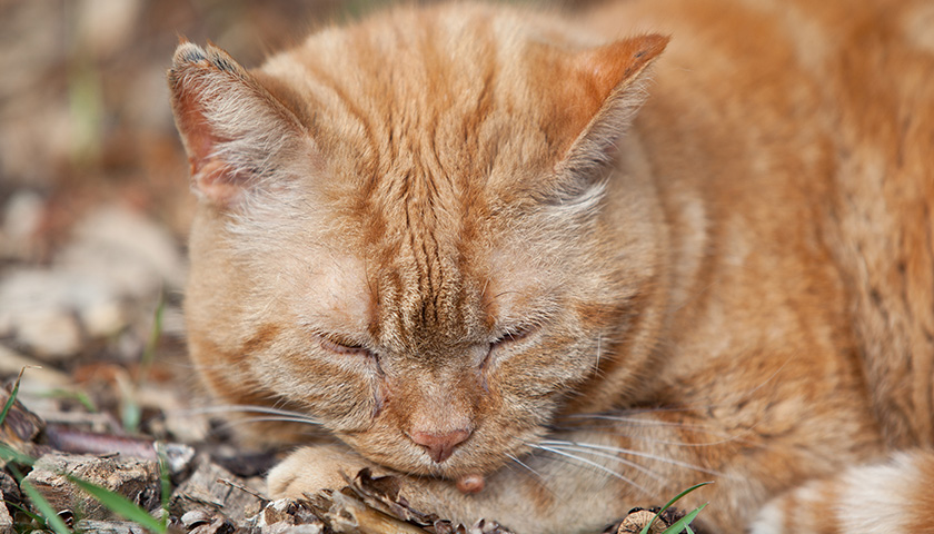 Verrue chat - Comment savoir si mon chat a une verrue ? | Assur O'Poil