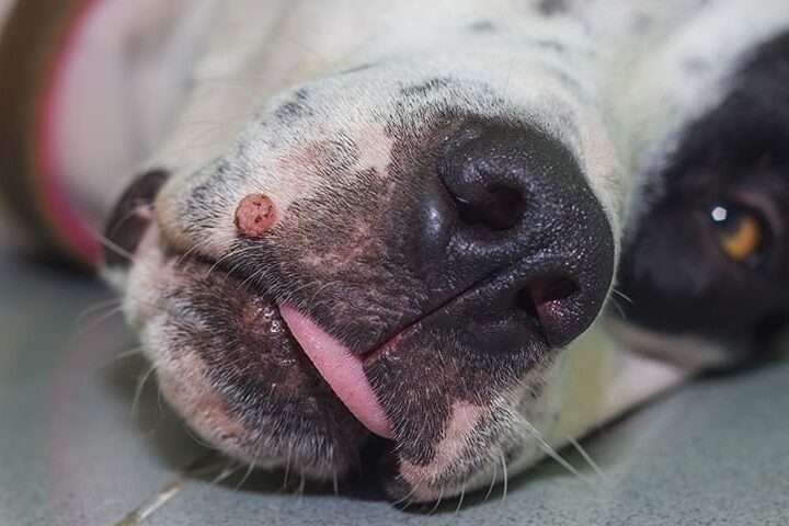 verrue chez le chien