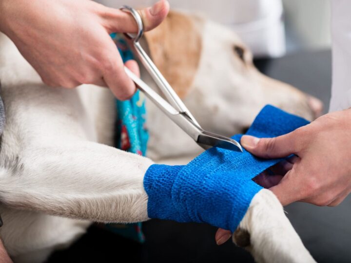 Vétérinaire prenant soin d'un chien blessé