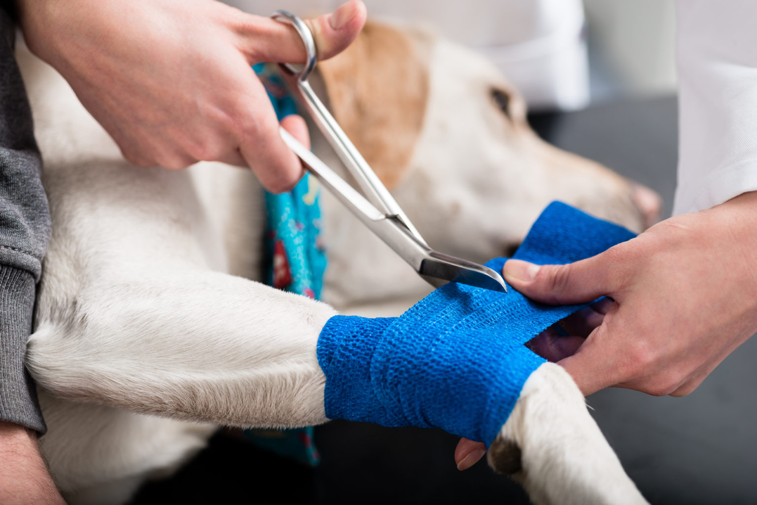 Vétérinaire prenant soin d'un chien blessé