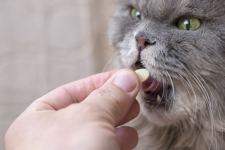 Chat assuré chez Assur O'Poil prenant des vitamines