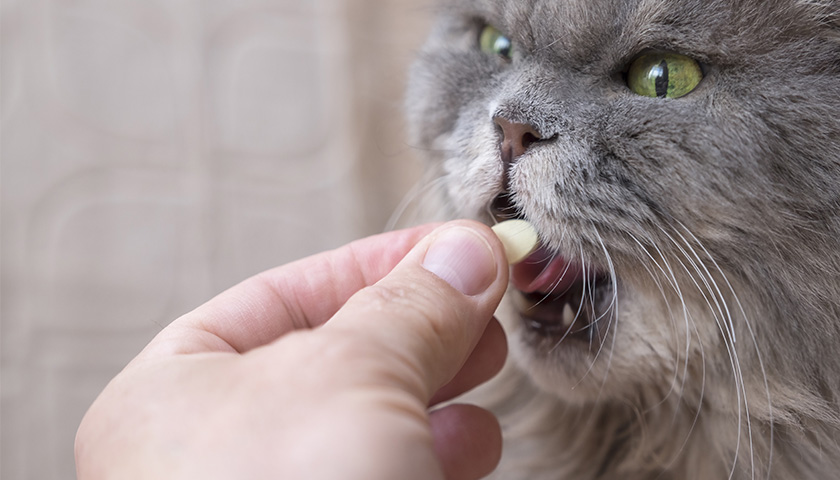 Chat assuré chez Assur O'Poil prenant des vitamines