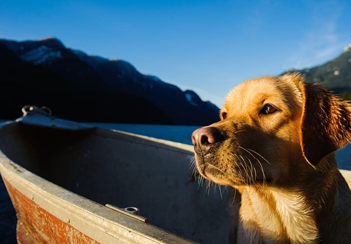 voyager avec son chien en bateau