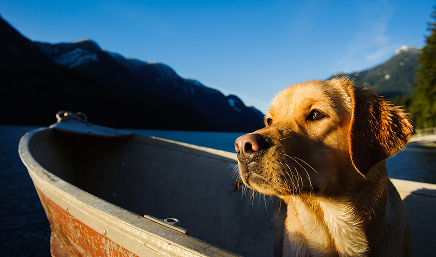 voyager avec son chien en bateau