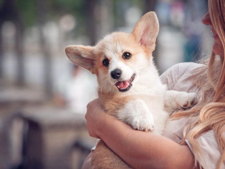 Welsh corgi pembroke chiot sur les mains de ses propriétaires