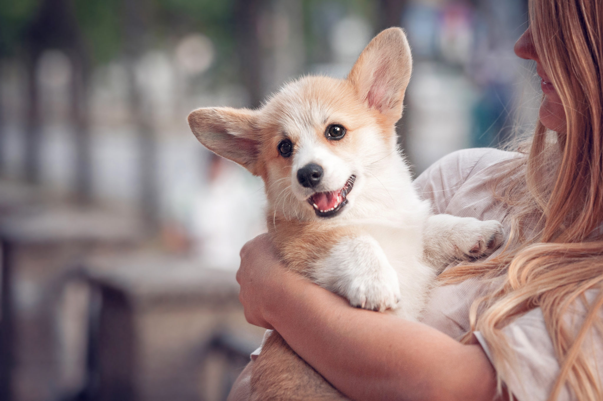 Welsh corgi pembroke chiot sur les mains de ses propriétaires