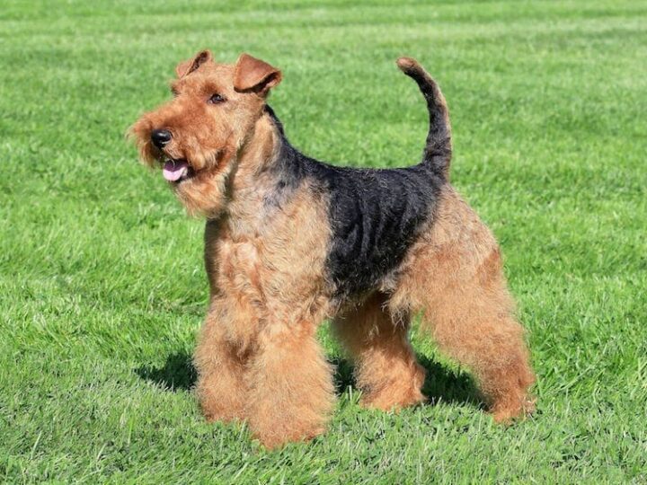 welsh terrier race chien