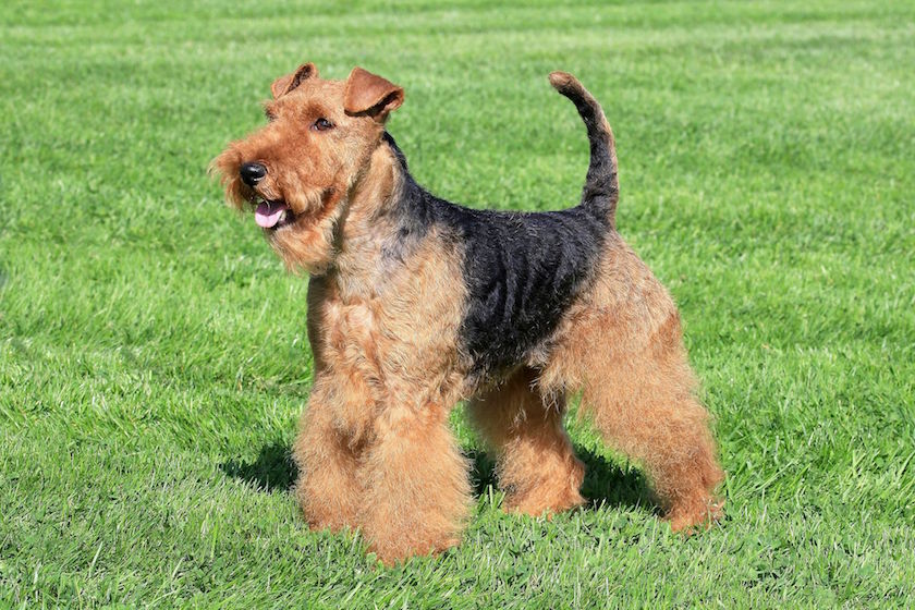 welsh terrier race chien