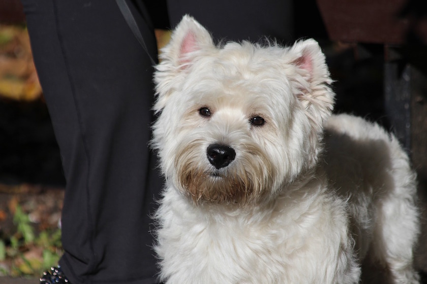 Chien race Westie