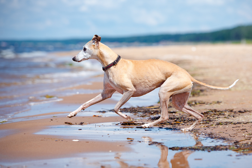 red whippet dog running on the beach