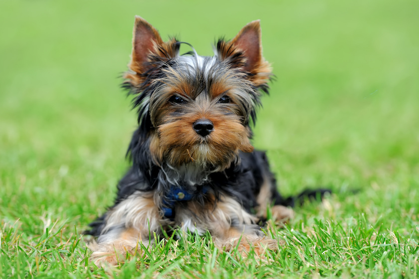 Yorkshire Terrier dog