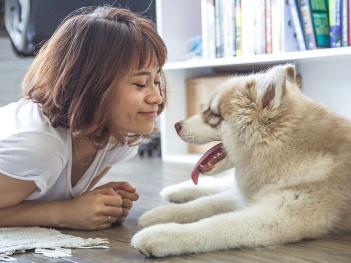Chien assuré chez Assur O'Poil qui joue avec son propriétaire