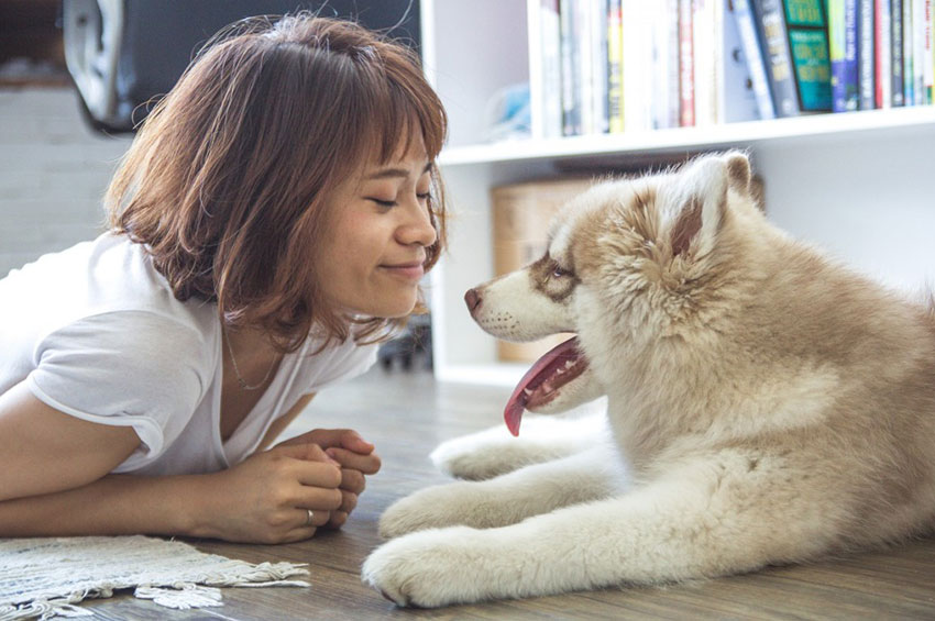 Chien assuré chez Assur O'Poil qui joue avec son propriétaire