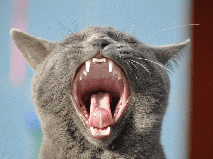 les 7 sens du chat