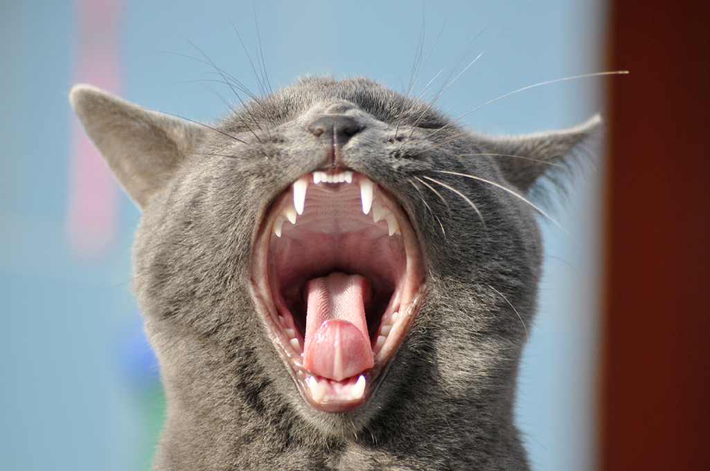 les 7 sens du chat