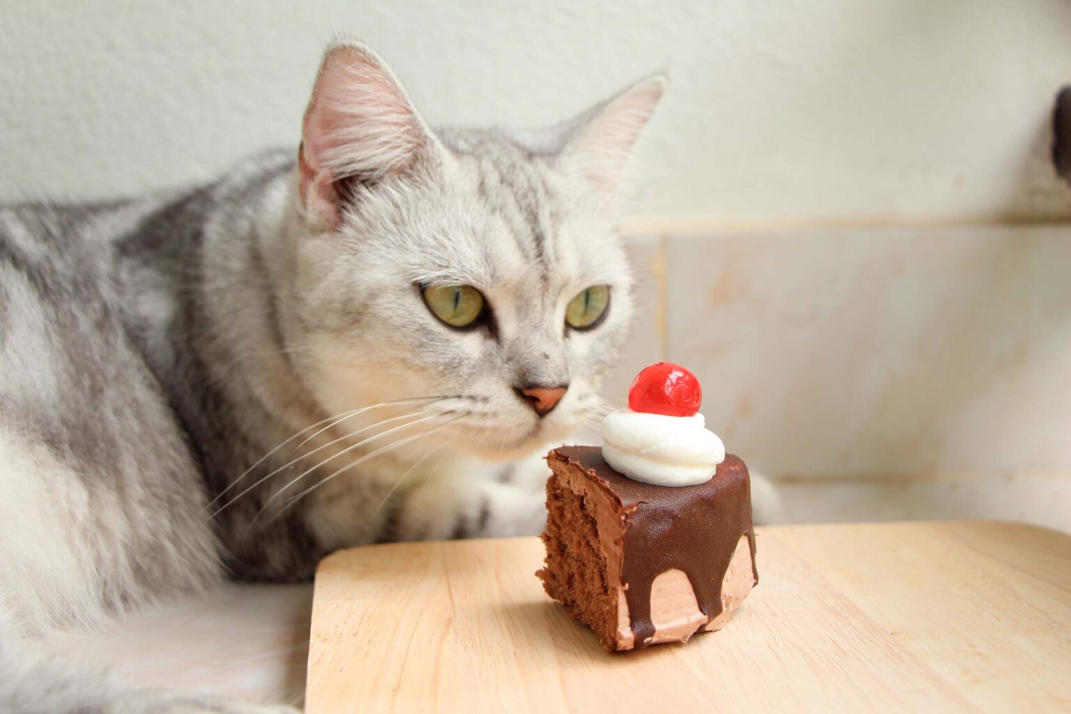 Mon chat a mangé du chocolat que faire ? Assur O