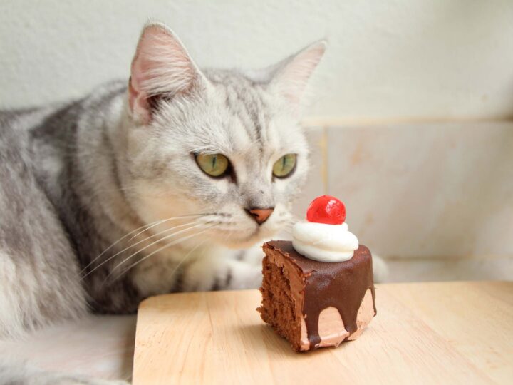 Mon chat a mangé du chocolat