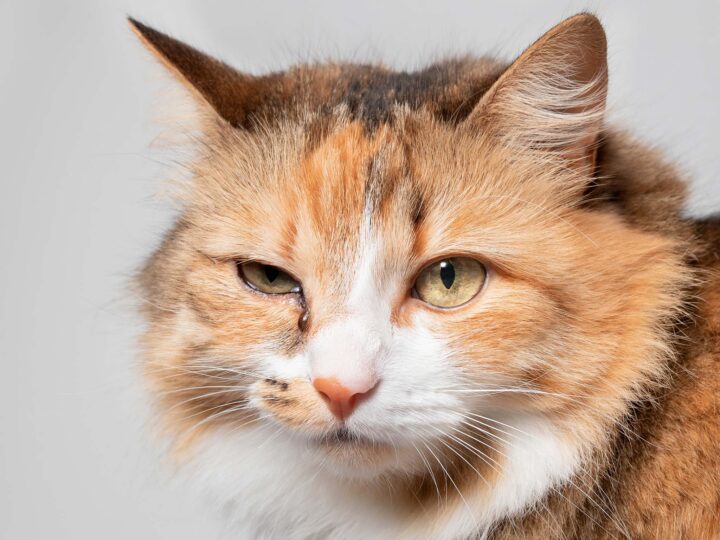 mon chat a un œil fermé