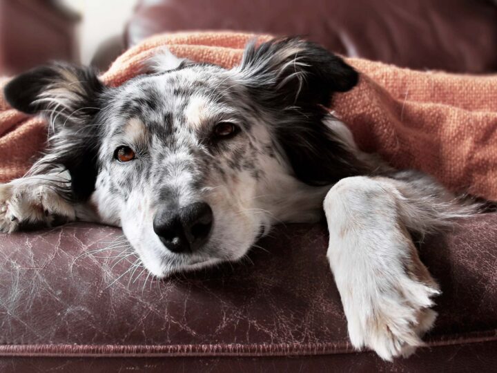 mon chien a des gaz