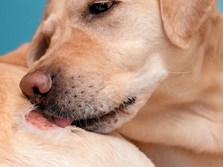 Mon chien a la teigne
